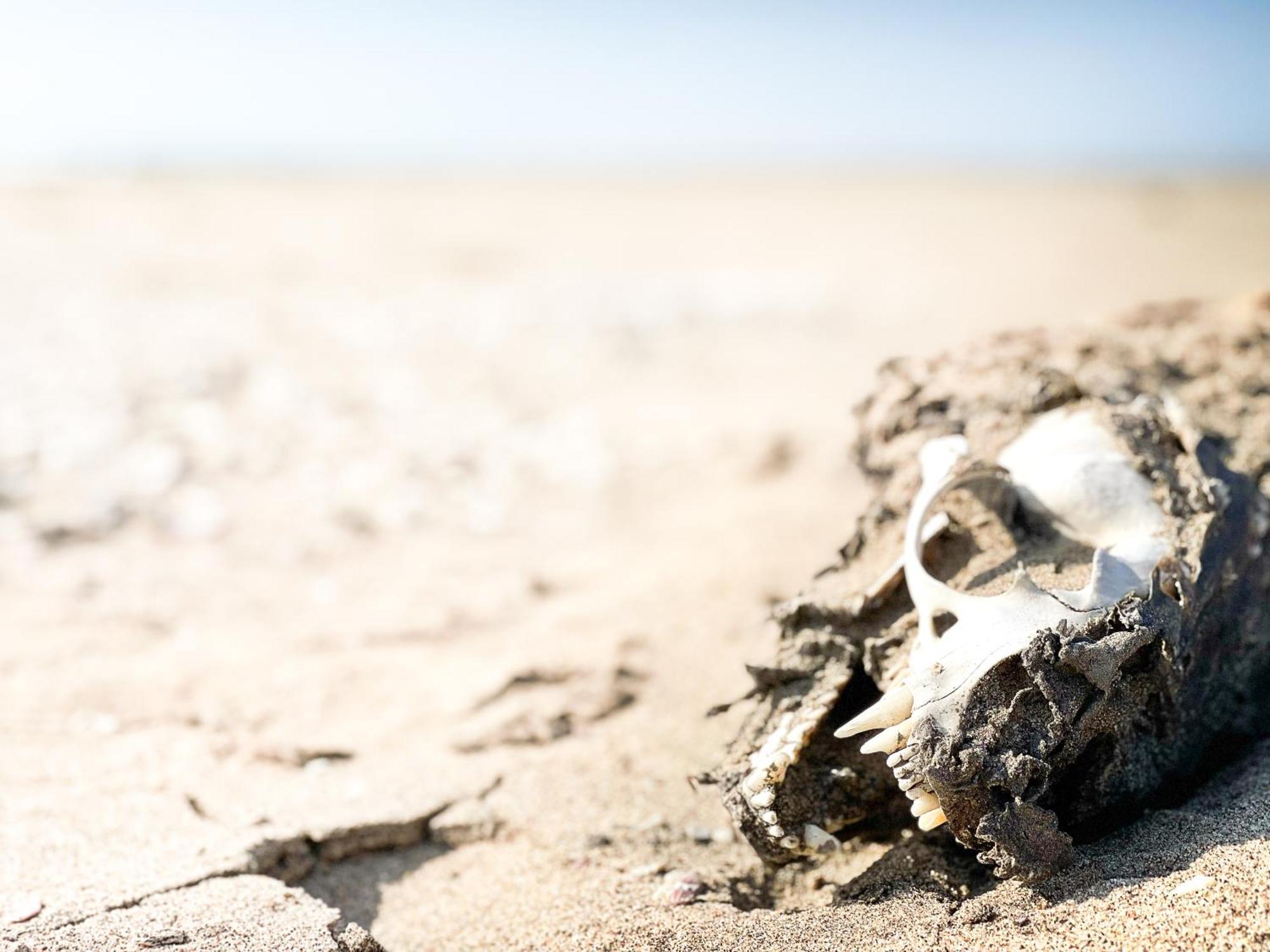 Skeleton Beach Backpackers Свакопмунд Экстерьер фото